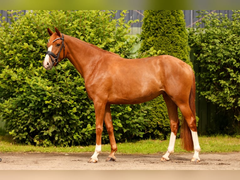 Hanovrien Jument 4 Ans 162 cm Alezan in Tespe