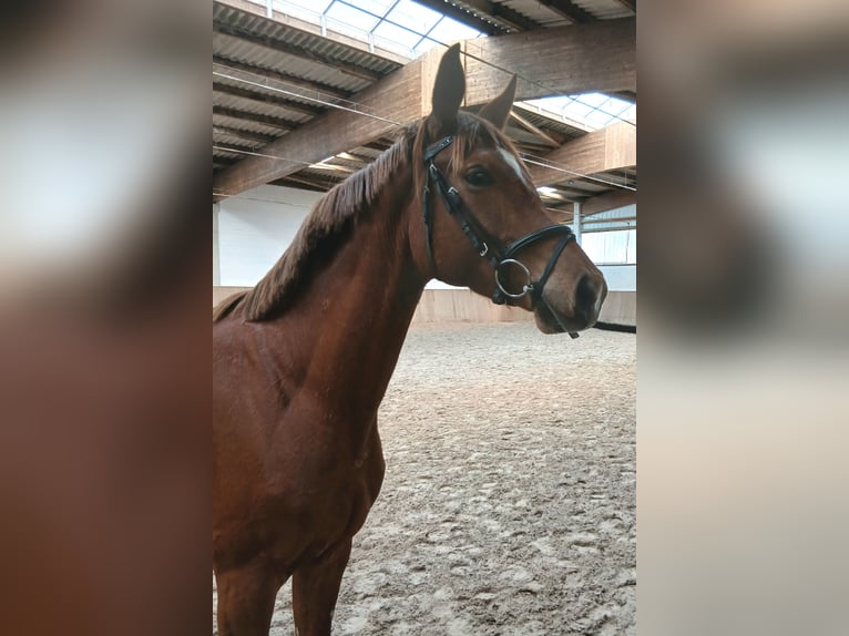 Hanovrien Jument 4 Ans 162 cm Alezan in Barenburg