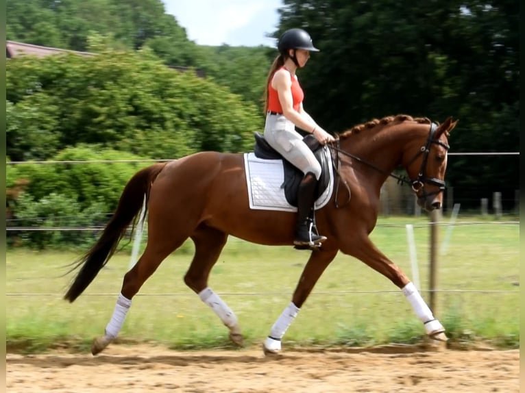 Hanovrien Jument 4 Ans 162 cm Alezan in Fredenbeck