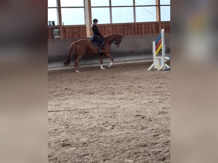 Hanovrien Jument 4 Ans 162 cm Alezan in Stannewisch