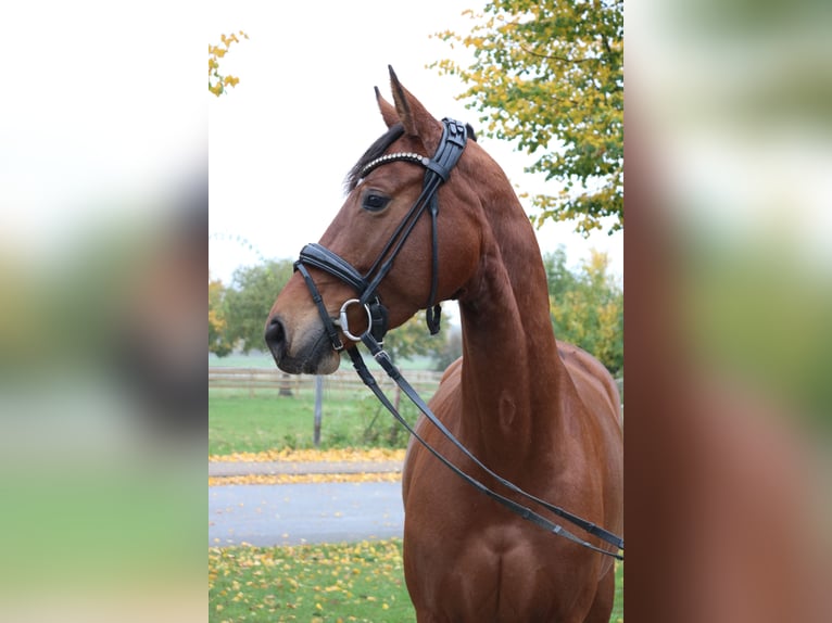 Hanovrien Jument 4 Ans 162 cm Bai in Springe