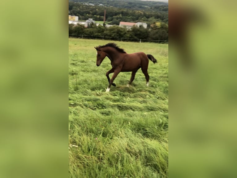 Hanovrien Jument 4 Ans 162 cm Bai in Lauterbach