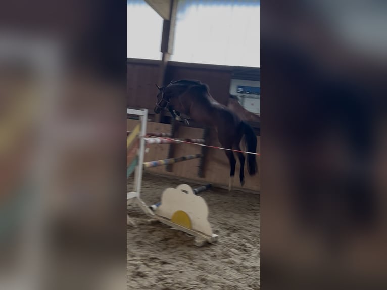 Hanovrien Jument 4 Ans 162 cm Bai in Hannoversch MündeN