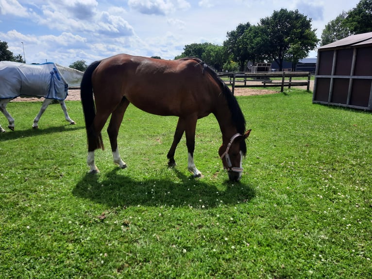 Hanovrien Jument 4 Ans 162 cm Bai in Sittensen