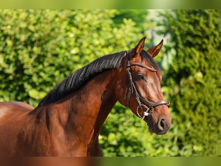 Hanovrien Jument 4 Ans 162 cm Bai in Tespe