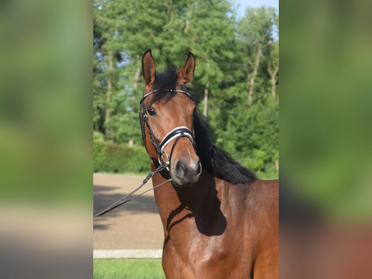 Hanovrien Jument 4 Ans 162 cm Bai in Nienhagen