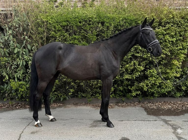 Hanovrien Jument 4 Ans 162 cm Noir in Niederkassel