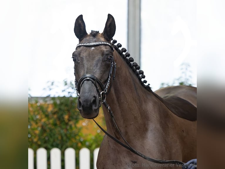 Hanovrien Jument 4 Ans 162 cm Noir in Verden