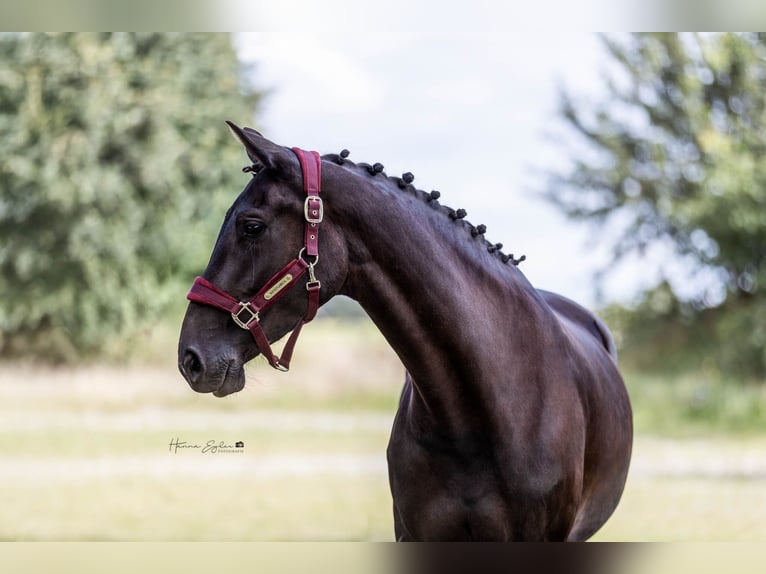 Hanovrien Jument 4 Ans 162 cm Noir in Hohenlockstedt