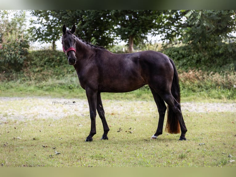 Hanovrien Jument 4 Ans 162 cm Noir in Hohenlockstedt