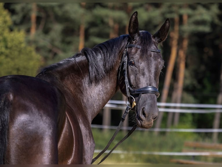 Hanovrien Jument 4 Ans 162 cm Noir in Krak&#xF3;w