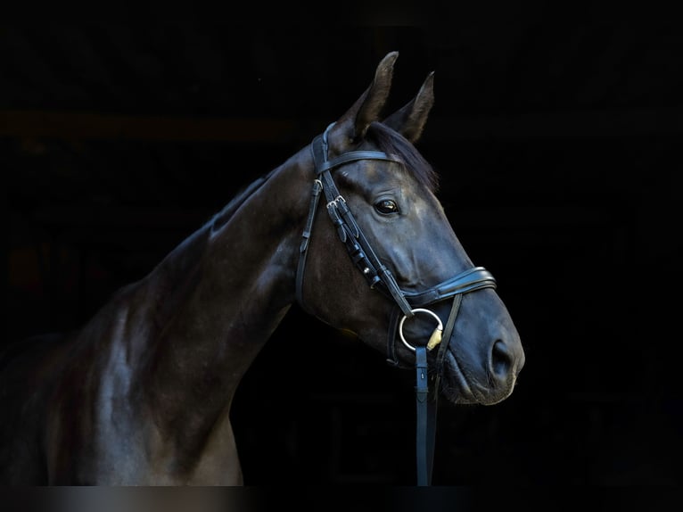 Hanovrien Jument 4 Ans 162 cm Noir in Krak&#xF3;w