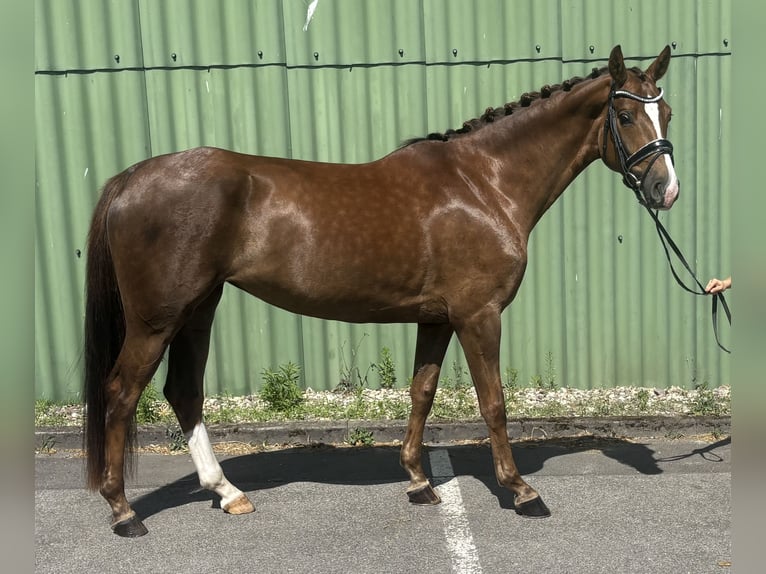 Hanovrien Jument 4 Ans 163 cm Alezan brûlé in Niederkassel