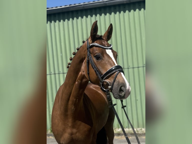 Hanovrien Jument 4 Ans 163 cm Alezan brûlé in Niederkassel