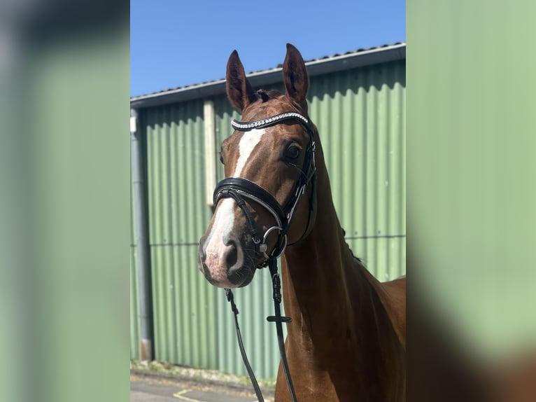 Hanovrien Jument 4 Ans 163 cm Alezan brûlé in Niederkassel