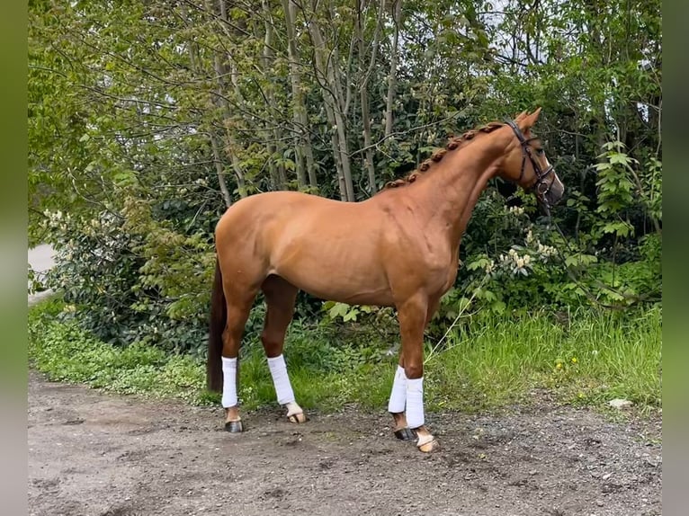 Hanovrien Jument 4 Ans 163 cm Alezan brûlé in Hamm