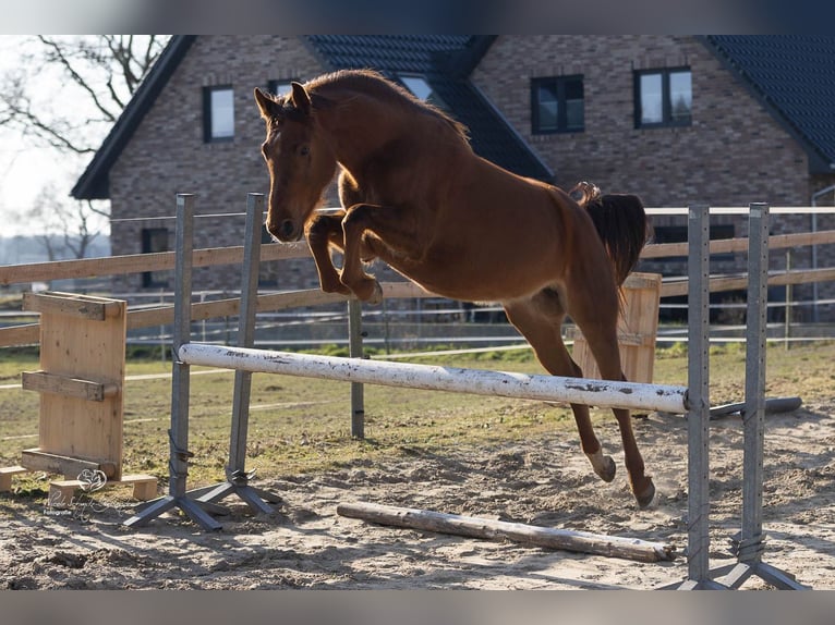 Hanovrien Jument 4 Ans 163 cm Alezan brûlé in Esterwegen