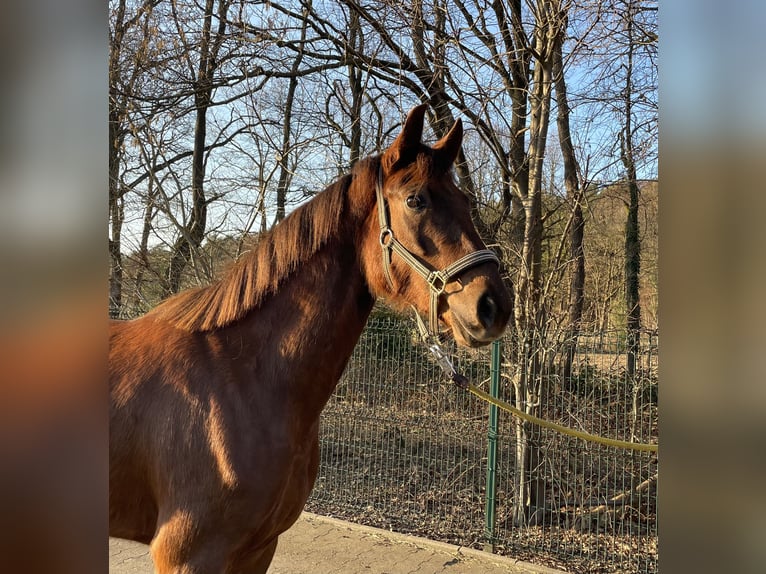 Hanovrien Jument 4 Ans 163 cm Alezan in Verl