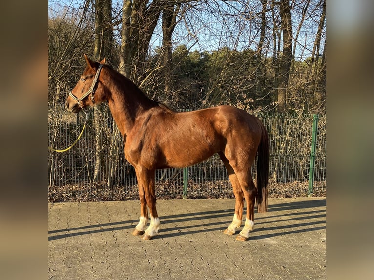 Hanovrien Jument 4 Ans 163 cm Alezan in Verl