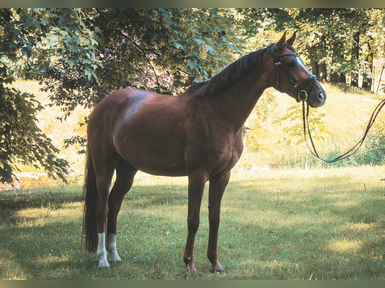 Hanovrien Jument 4 Ans 163 cm Alezan in Kefferhausen