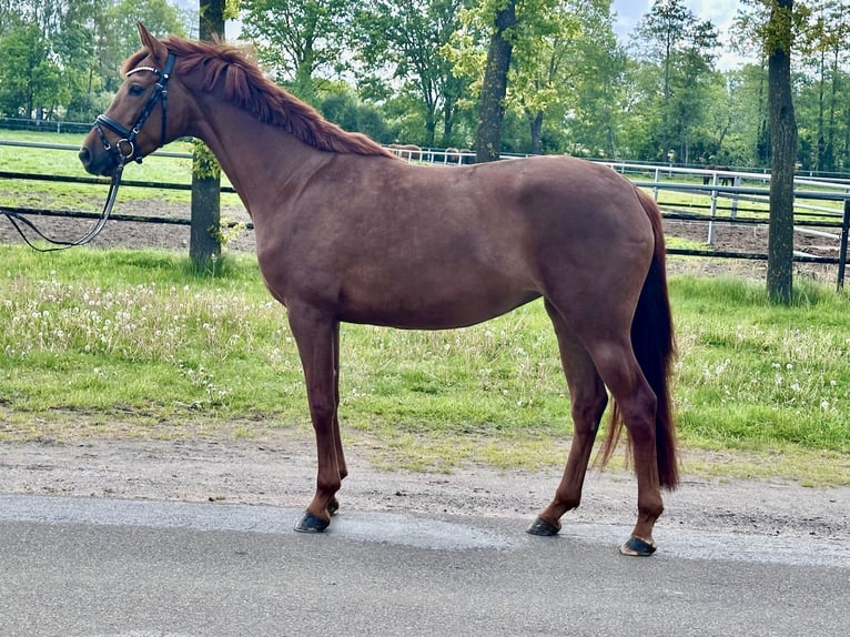 Hanovrien Jument 4 Ans 163 cm Alezan in Wettrup