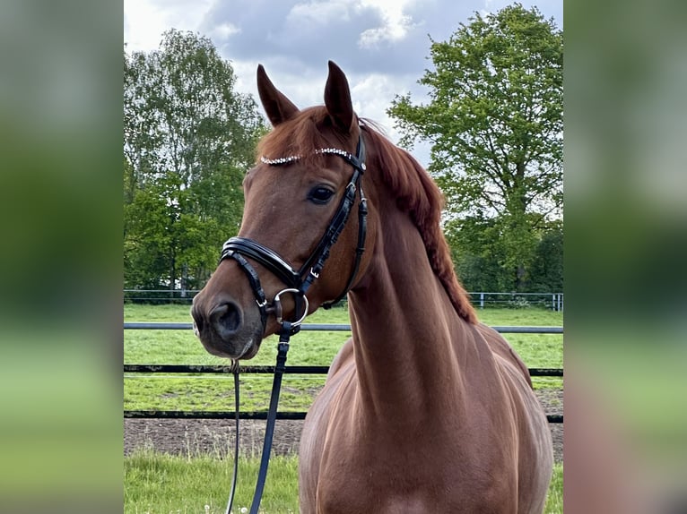 Hanovrien Jument 4 Ans 163 cm Alezan in Wettrup