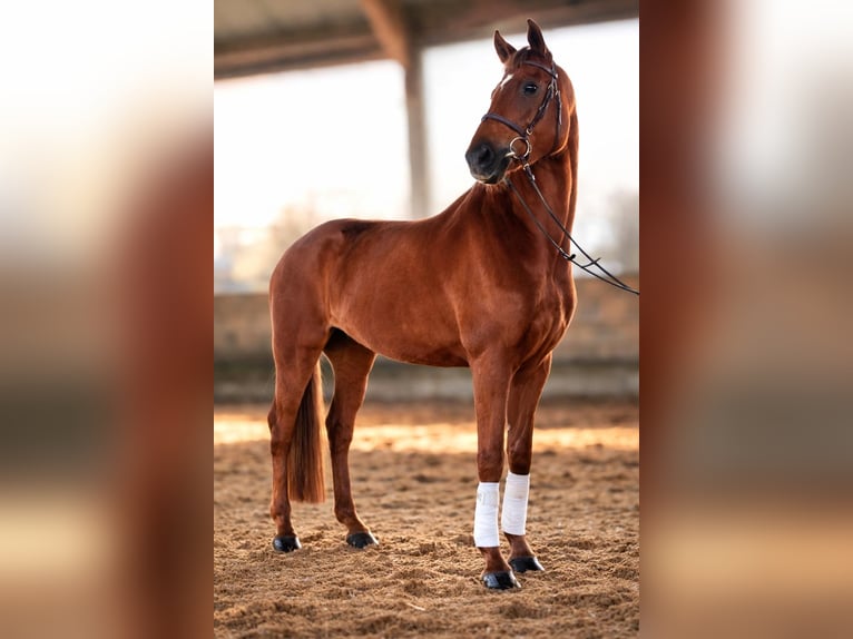 Hanovrien Jument 4 Ans 163 cm Alezan in Olfen