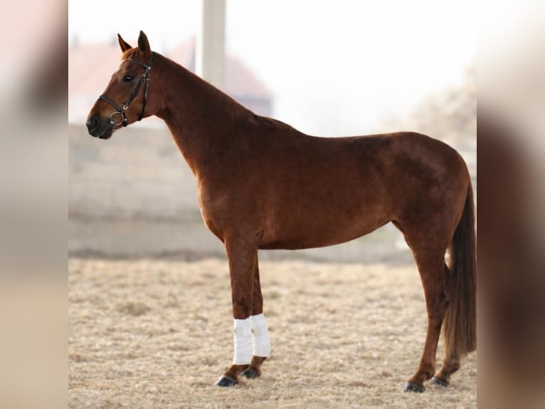 Hanovrien Jument 4 Ans 163 cm Alezan in Olfen