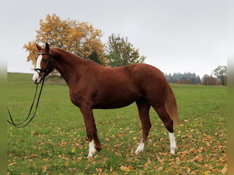 Hanovrien Jument 4 Ans 163 cm Alezan in Me&#xDF;stetten Tieringen