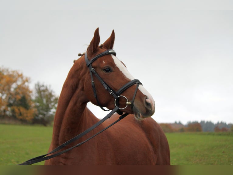 Hanovrien Jument 4 Ans 163 cm Alezan in Me&#xDF;stetten Tieringen