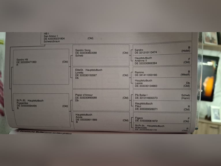 Hanovrien Jument 4 Ans 163 cm Bai brun in Neuenhaus