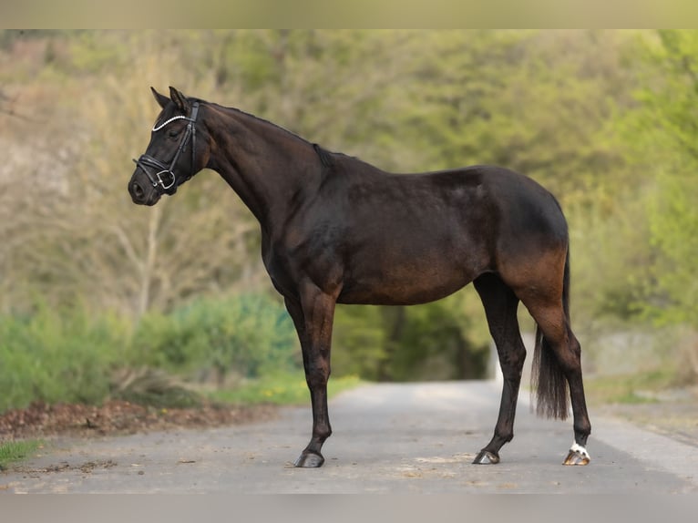 Hanovrien Jument 4 Ans 163 cm Bai brun in Windhagen