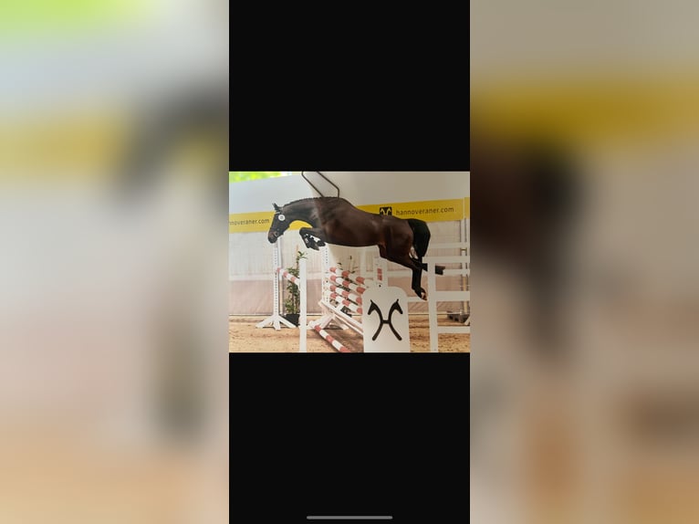 Hanovrien Jument 4 Ans 163 cm Bai brun in Lohne (Oldenburg)Lohne