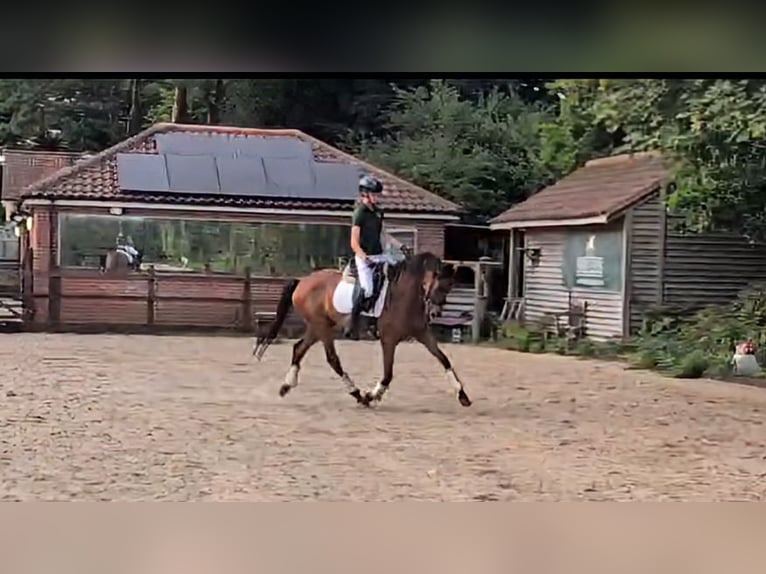 Hanovrien Jument 4 Ans 163 cm Bai cerise in Norfolk