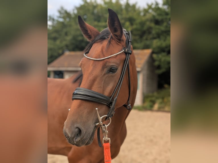 Hanovrien Jument 4 Ans 163 cm Bai cerise in Norfolk
