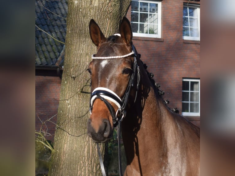 Hanovrien Jument 4 Ans 163 cm Bai in Fredenbeck