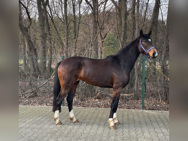 Hanovrien Jument 4 Ans 163 cm Bai in Verl