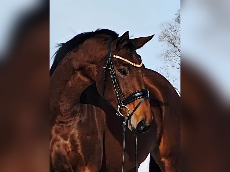 Hanovrien Jument 4 Ans 163 cm Bai in Ruppichteroth