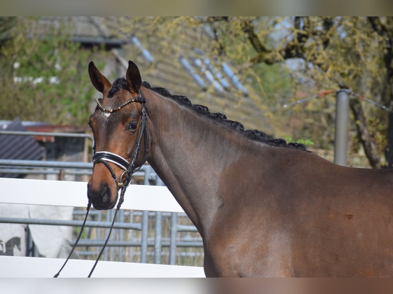 Hanovrien Jument 4 Ans 163 cm Bai in Dätgen