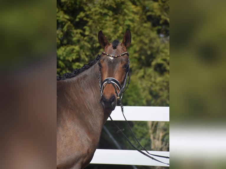 Hanovrien Jument 4 Ans 163 cm Bai in Dätgen