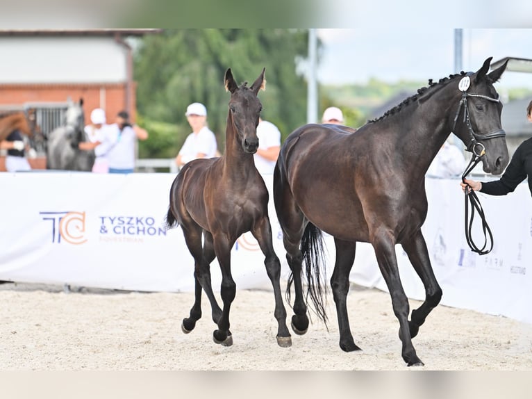 Hanovrien Jument 4 Ans 163 cm Noir in Krak&#xF3;w