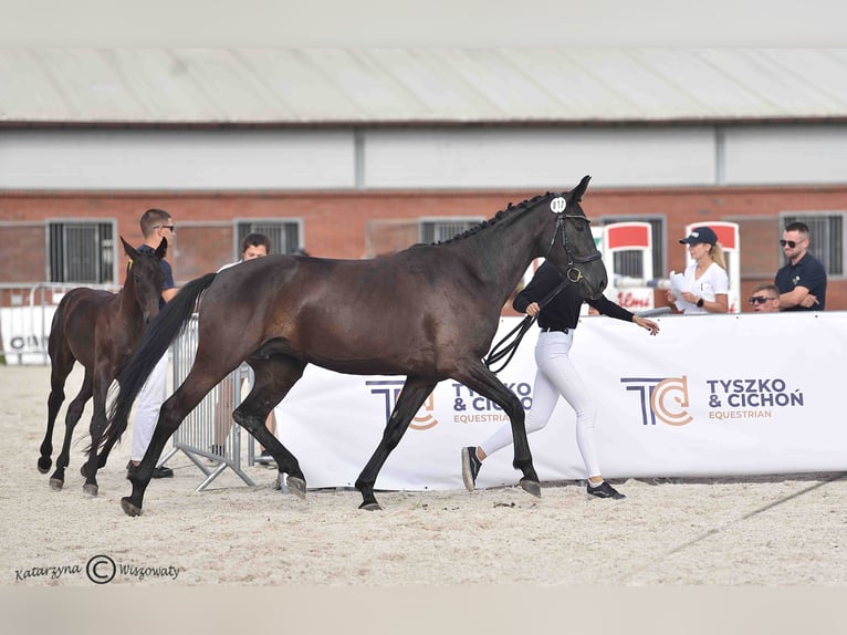 Hanovrien Jument 4 Ans 163 cm Noir in Krak&#xF3;w