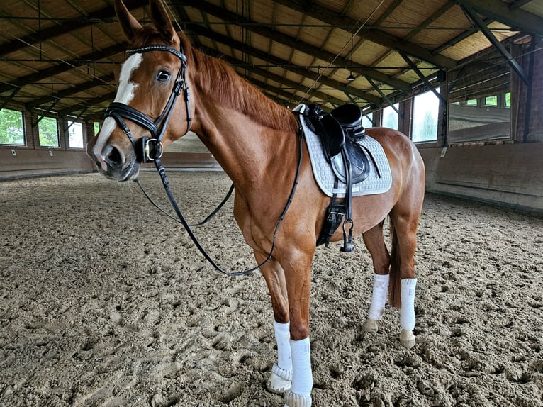 Hanovrien Jument 4 Ans 164 cm Alezan brûlé in Pulheim Hanovrien Jument 4 Ans 164 cm Alezan brûlé in Pulheim