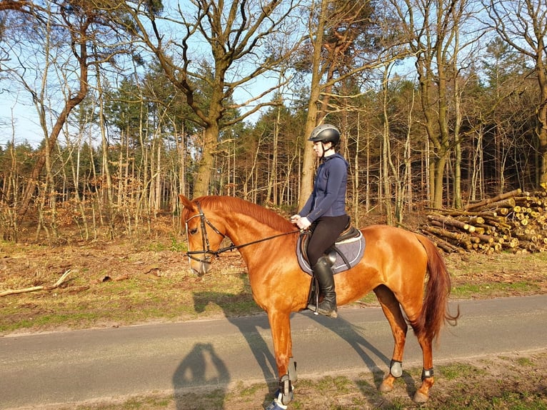 Hanovrien Jument 4 Ans 164 cm Alezan in Hechthausen