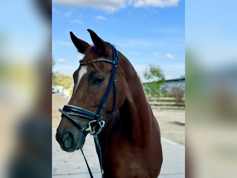 Hanovrien Jument 4 Ans 164 cm Alezan in Grevenbroich