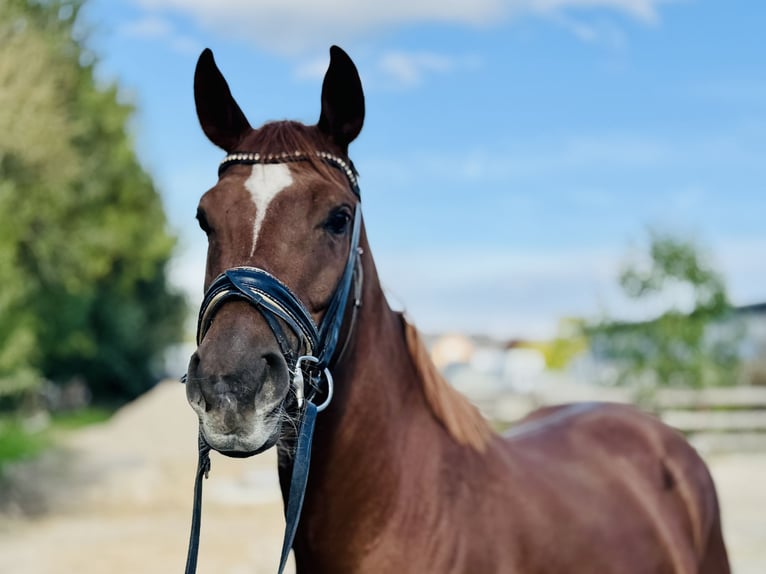 Hanovrien Jument 4 Ans 164 cm Alezan in Grevenbroich