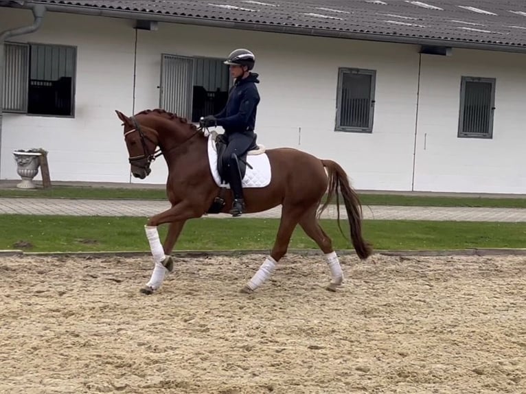 Hanovrien Jument 4 Ans 164 cm Alezan in Nienburg (Weser)