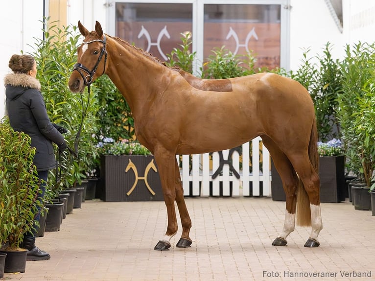 Hanovrien Jument 4 Ans 164 cm Alezan in Verden