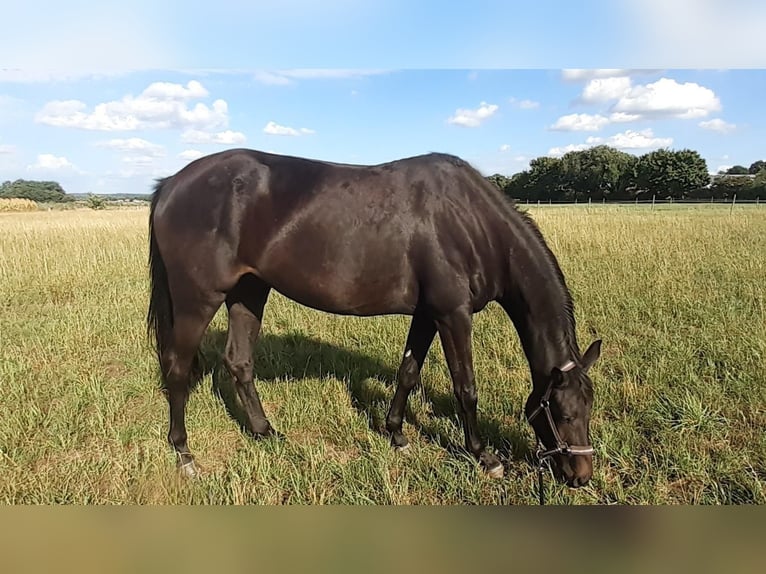 Hanovrien Jument 4 Ans 164 cm Bai brun in Neuenkirchen-V&#xF6;rden