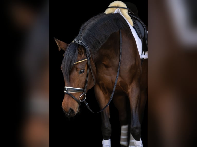 Hanovrien Jument 4 Ans 164 cm Bai brun in Ermsleben